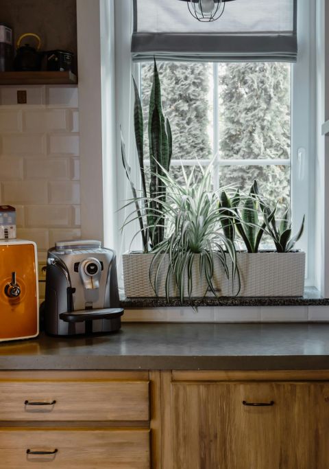 Contemporary kitchen interior with plants, gas stove, and coffee maker.